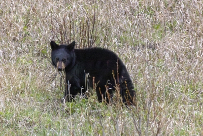 Black Bear Cub May 2025